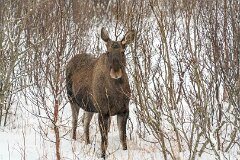 20251117-RL-DSC05508