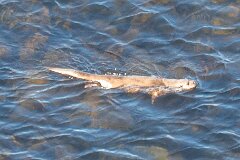 20260418-RL-DSC06411