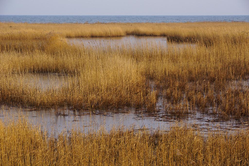 20120129-Zingst-DSC00790-RL.jpg