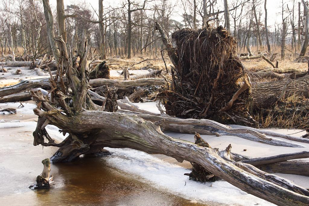 20120129-Zingst-DSC00846-RL.jpg