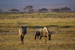 2008-kenia-0365