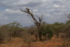 2008-kenia-0192