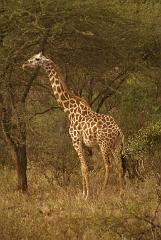 2008-kenia-0236