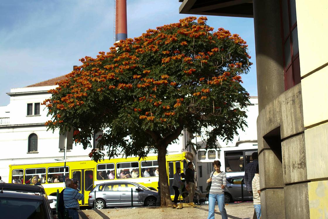 2009-03-Madeira-156.jpg - SONY DSC